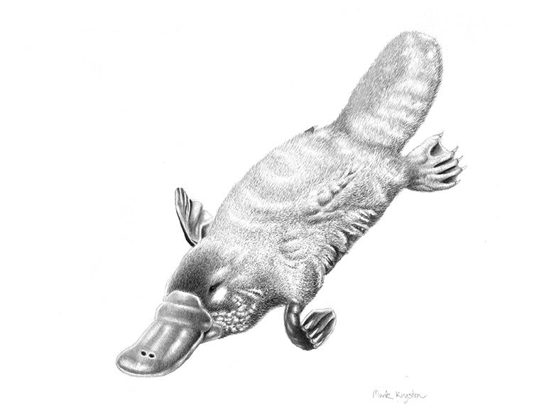 Wild Life Greeting Cards