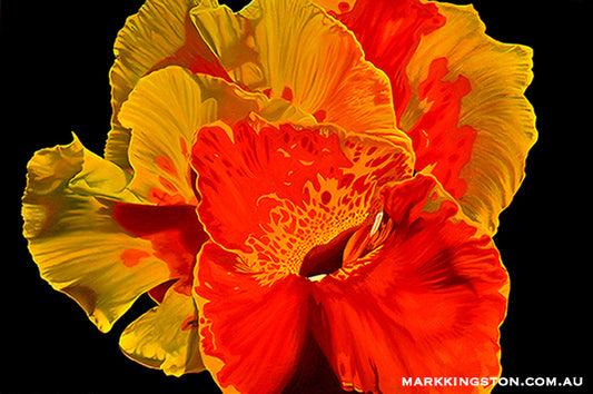 Canna Flower: Gallery Still Life