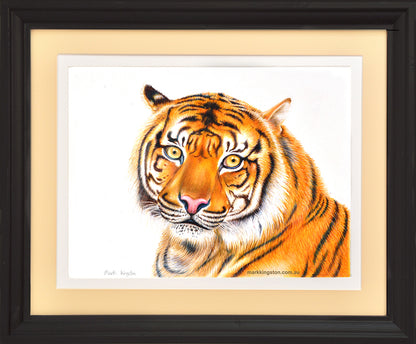 Bengal Tiger: Original Coloured Pencil Drawing