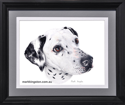 Dalmation