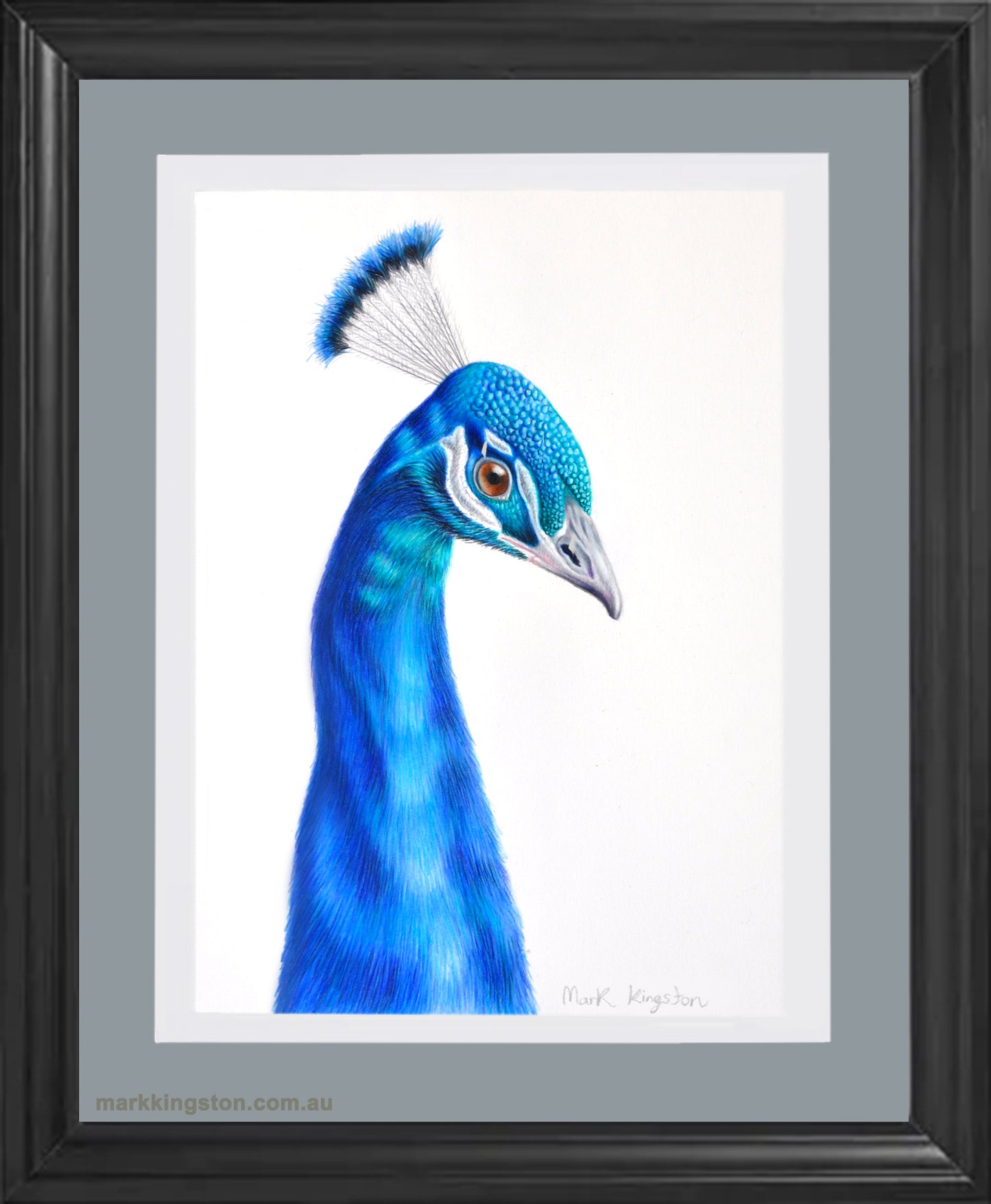 The Majestic Blues of the Peacock