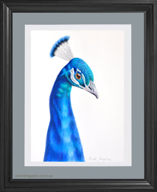 The Majestic Blues of the Peacock