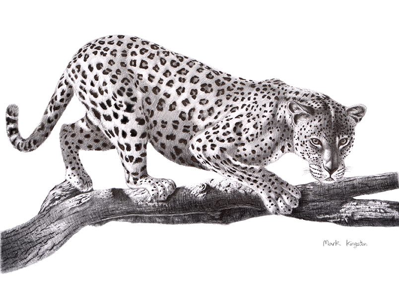 Wild Life Greeting Cards
