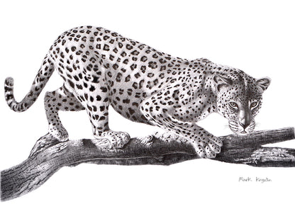 Wild Life Greeting Cards