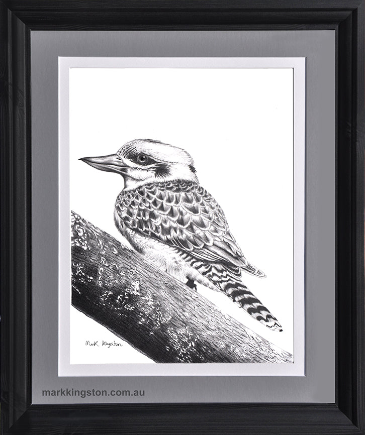 Framed Kookaburra: Original Pencil Drawing