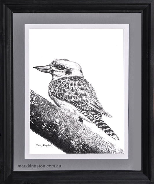 Framed Kookaburra: Original Pencil Drawing