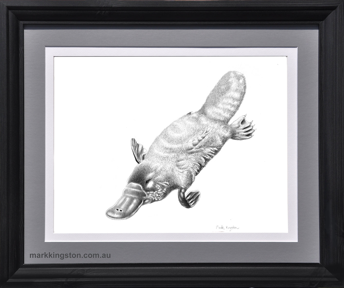 Framed Platypus: Original Pencil Drawing
