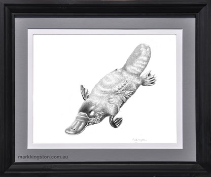 Framed Platypus: Original Pencil Drawing