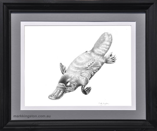 Framed Platypus: Original Pencil Drawing