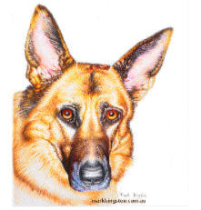 Coloured Pencil Portraits