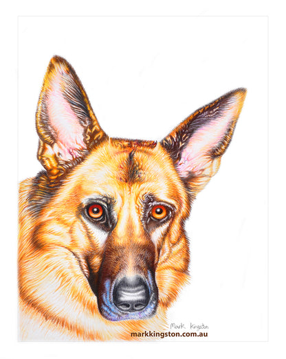 Custom Pencil Portraits of your Pet