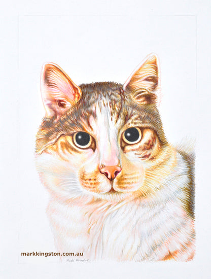 Custom Pencil Portraits of your Pet