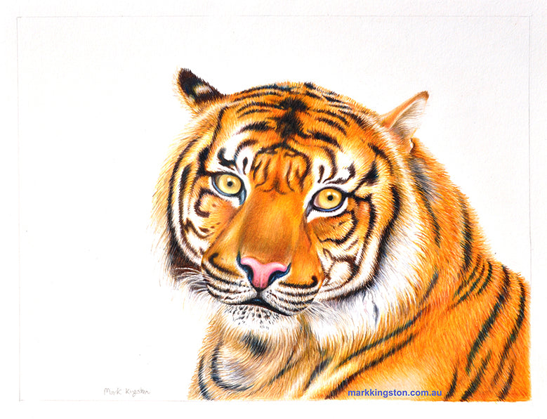 Bengal Tiger: Original Coloured Pencil Drawing