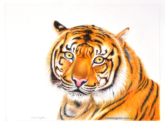 Bengal Tiger: Original Coloured Pencil Drawing