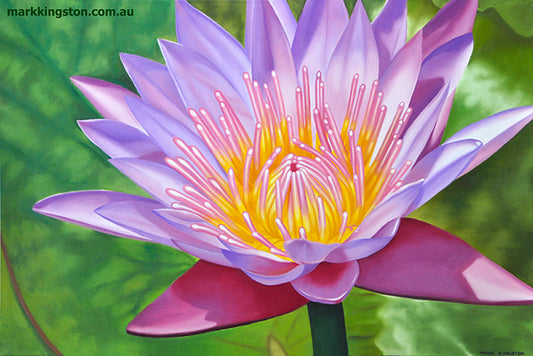 Water Lily: Gallery Still Life