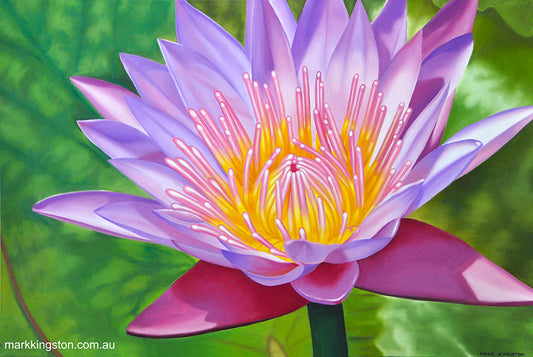 Water Lily Original Oil Painting
