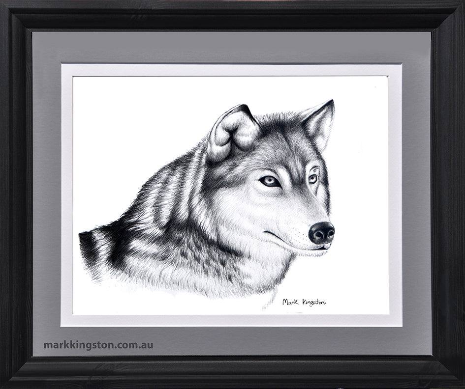 Siberian Husky Portrait