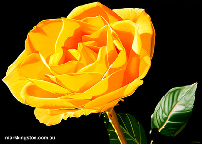 Yellow Rose: Original Oil Painting