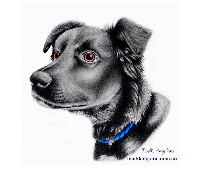 Custom Pencil Portraits of your Pet