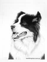 Custom Pencil Portraits of your Pet