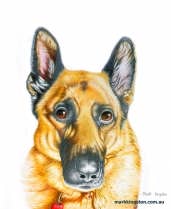 Custom Pencil Portraits of your Pet