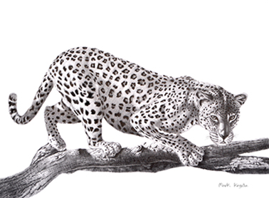 Wild Life Greeting Cards