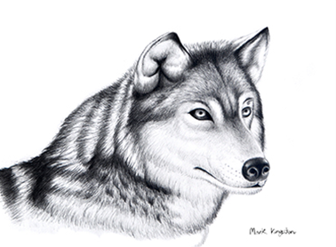 Husky dog portrait showing detailed pencil work