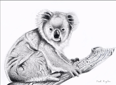 Wild Life Greeting Cards