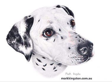 Custom Pencil Portraits of your Pet
