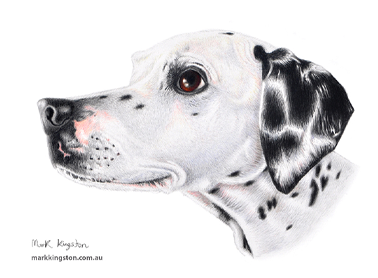 Custom Pencil Portraits of your Pet