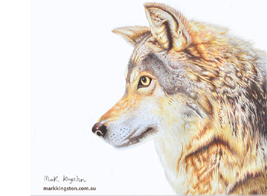 Custom Pencil Portraits of your Pet