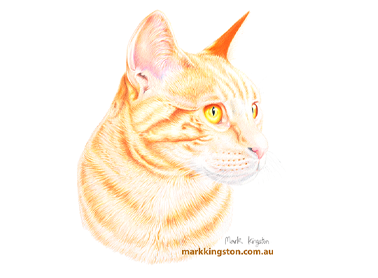 Custom Pencil Portraits of your Pet