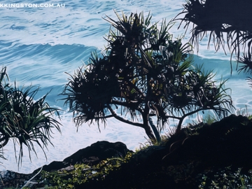 pandanus trees at point danger 6th March 2014 72dpi